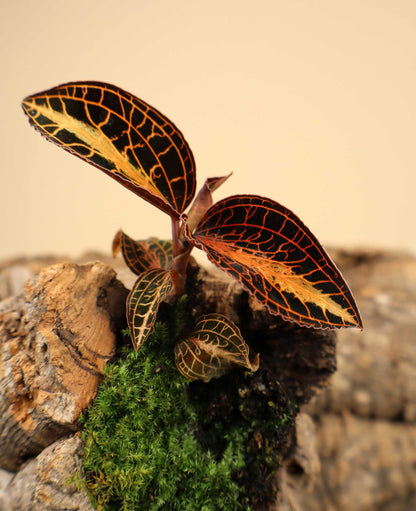 Anoectochilus albolineatus | Jewel orchid