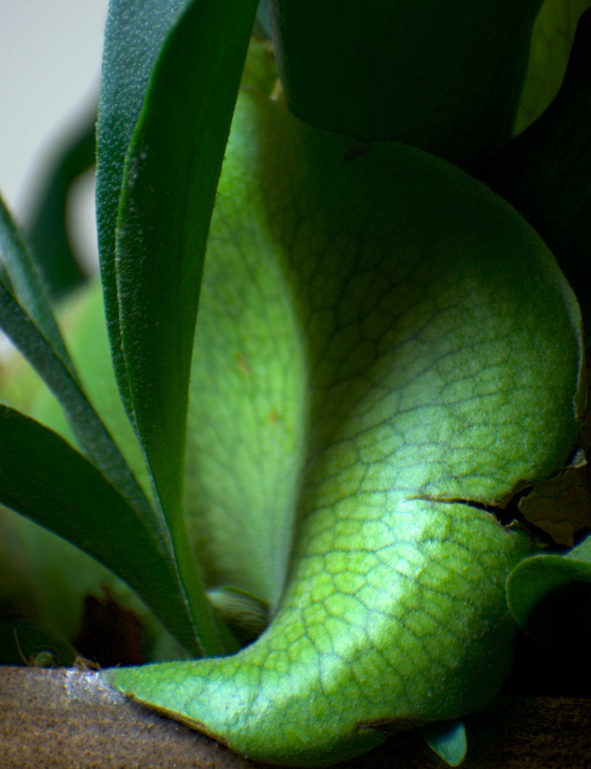 Platycerium bifurcatum | Älghornsbräken