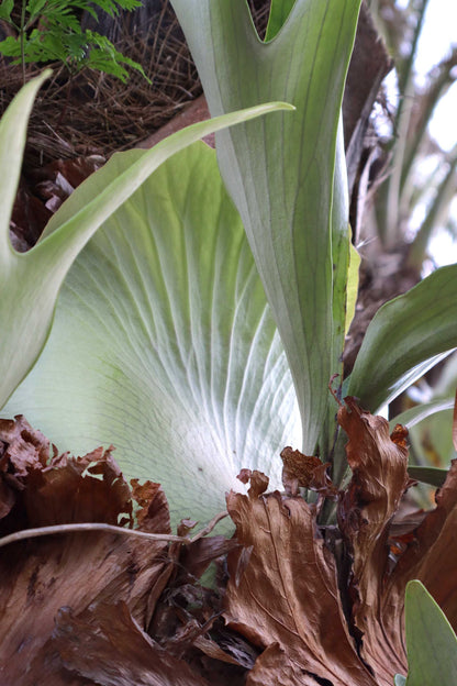 Platycerium bifurcatum | Elchhornfarn