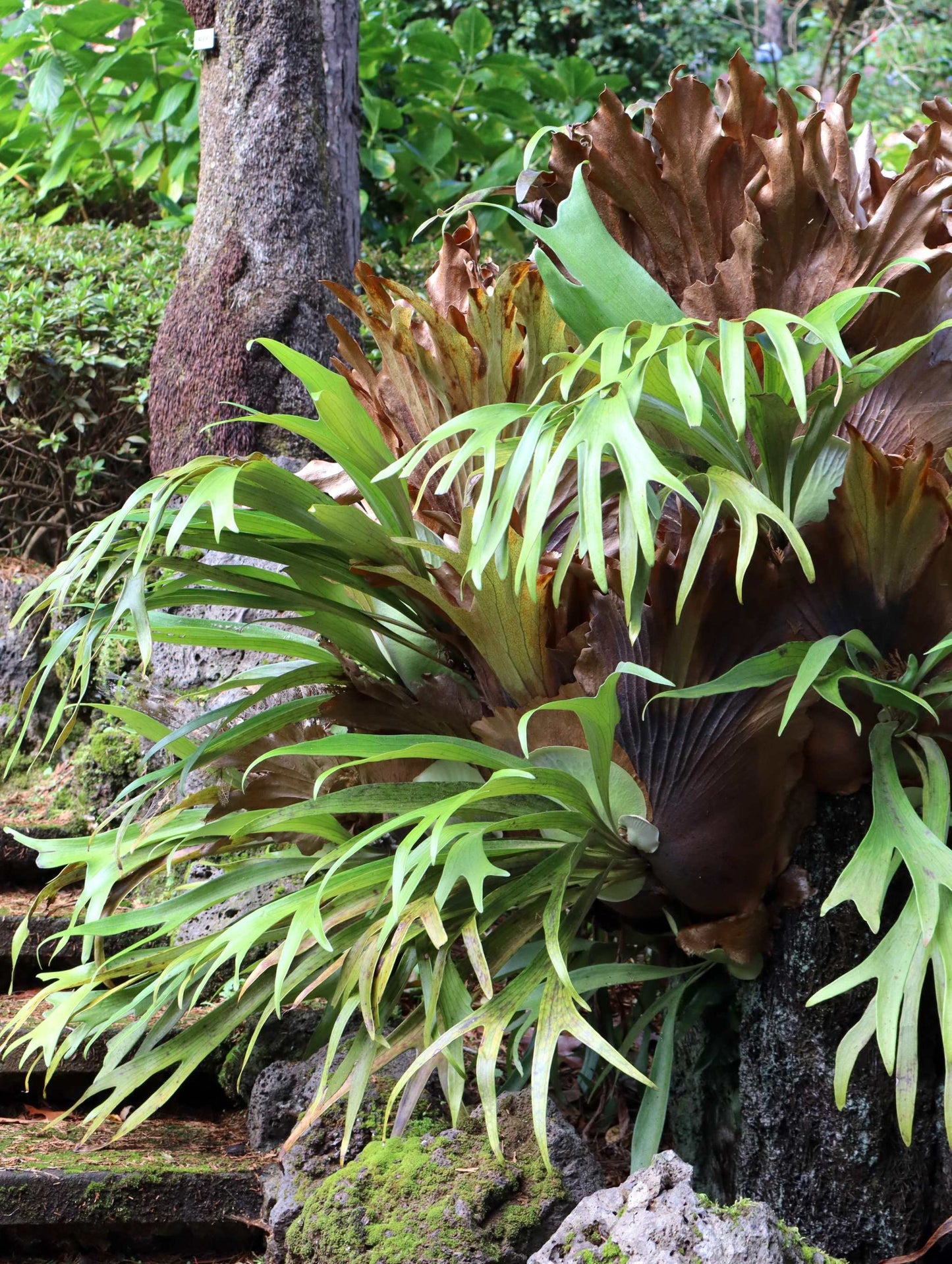 Platycerium bifurcatum | Elchhornfarn