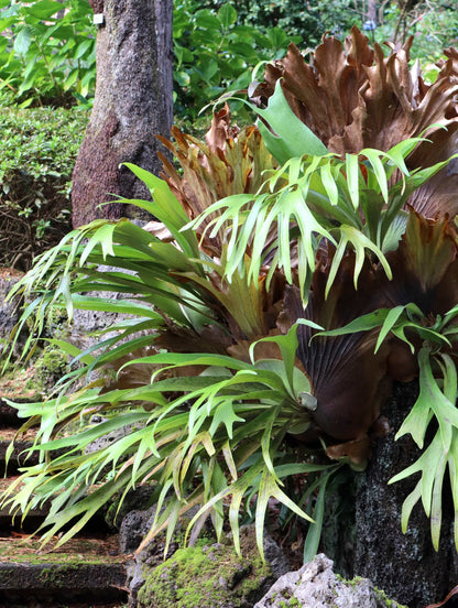 Platycerium bifurcatum | Elchhornfarn