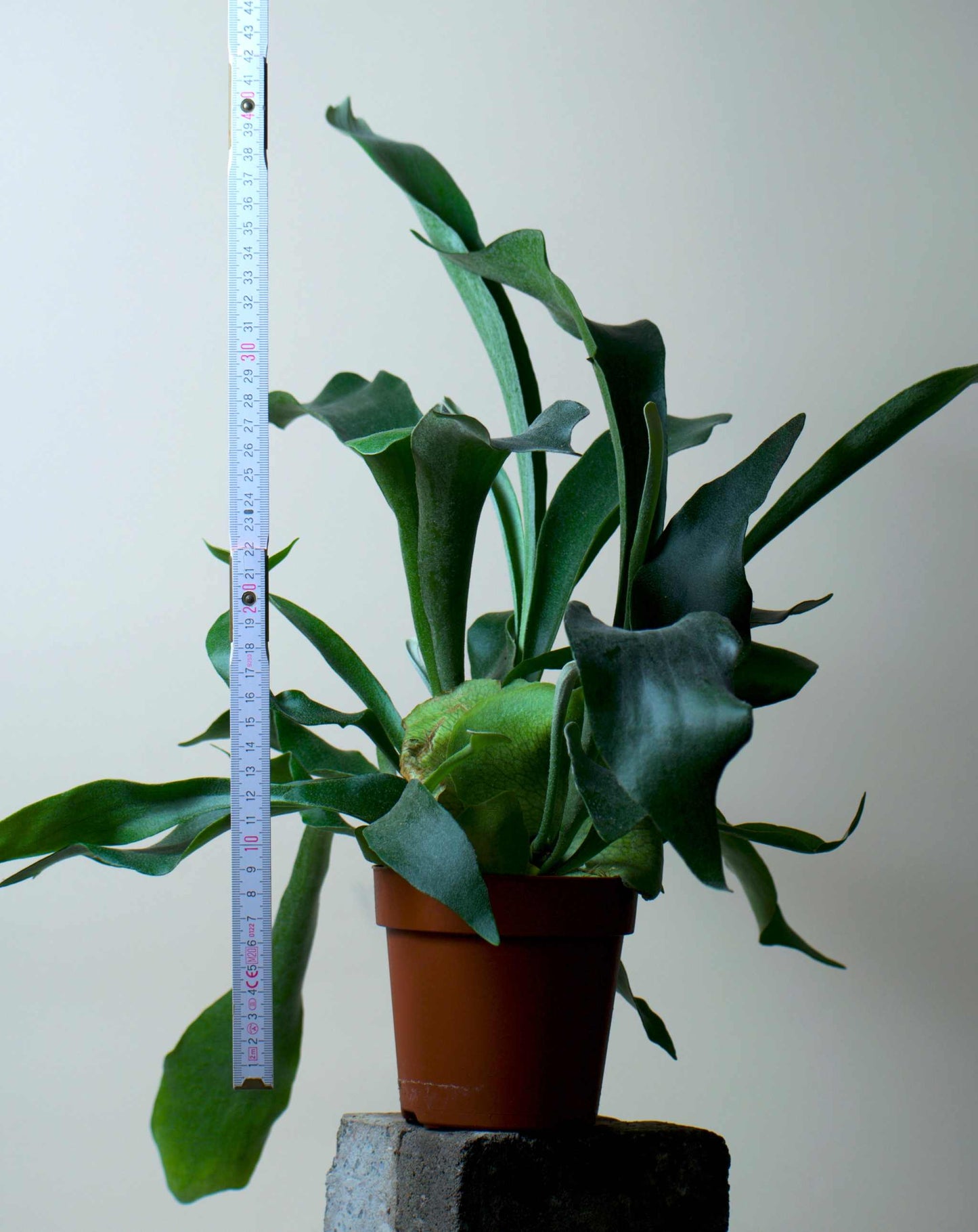 Platycerium bifurcatum | Älghornsbräken