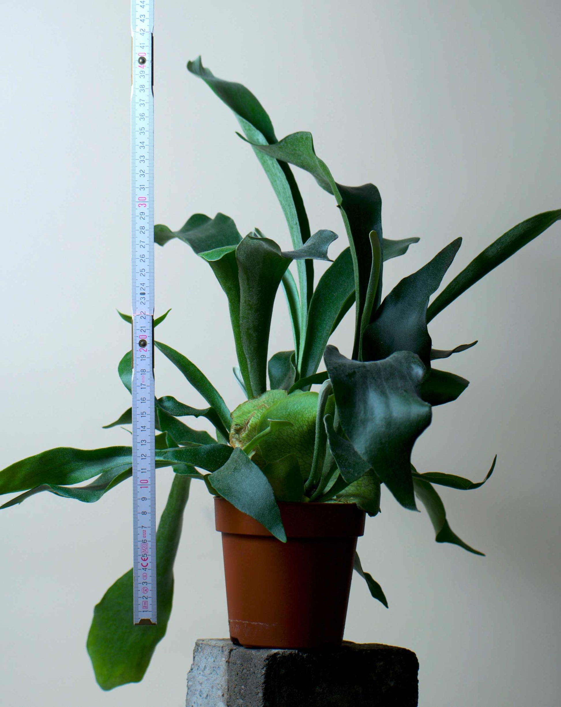 Platycerium bifurcatum | Älghornsbräken
