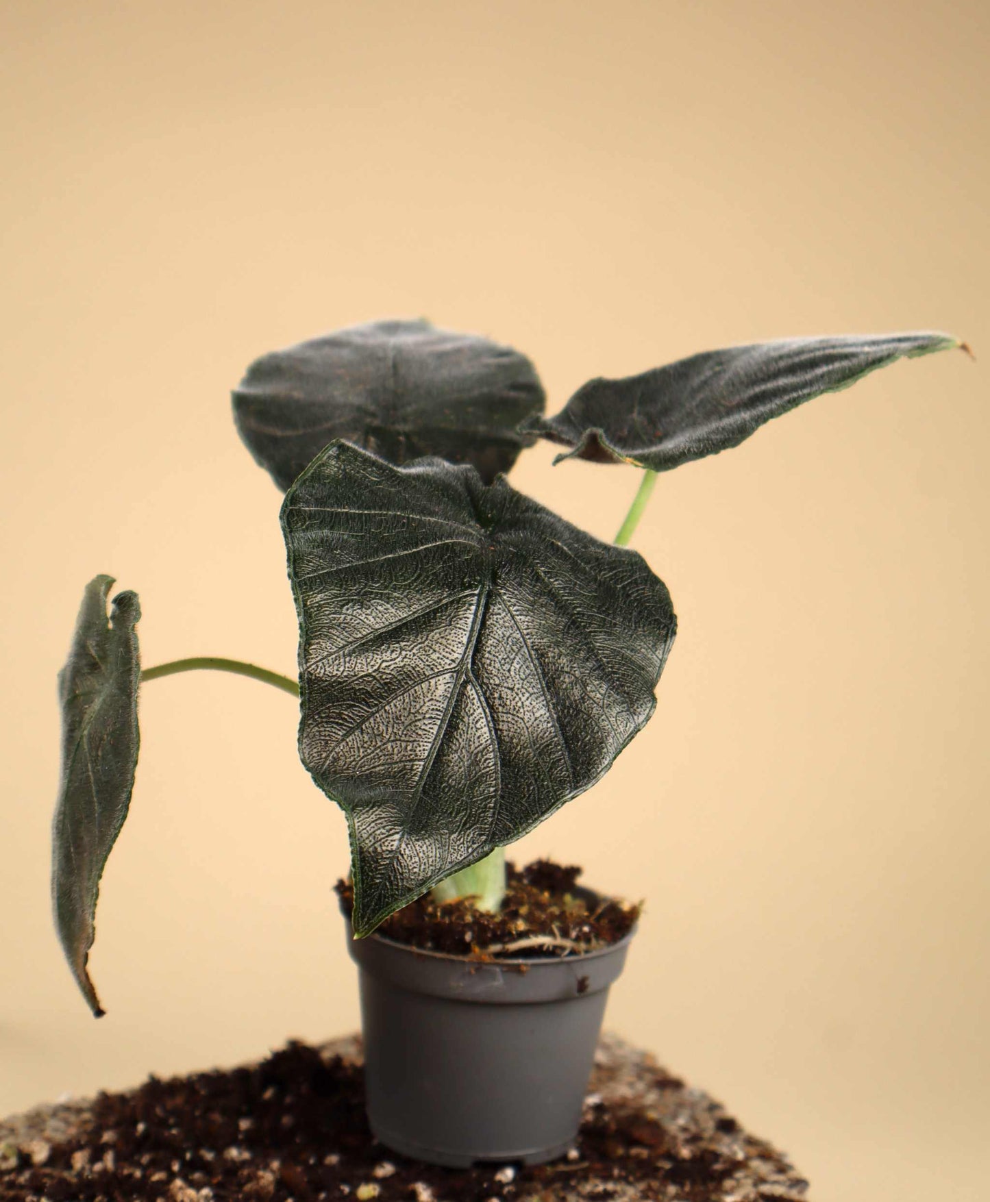 Alocasia chienlii 'Antoro Velvet'