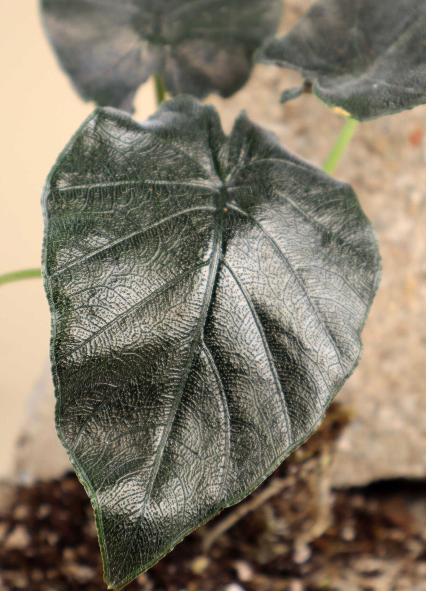 Alocasia chienlii 'Antoro Velvet'