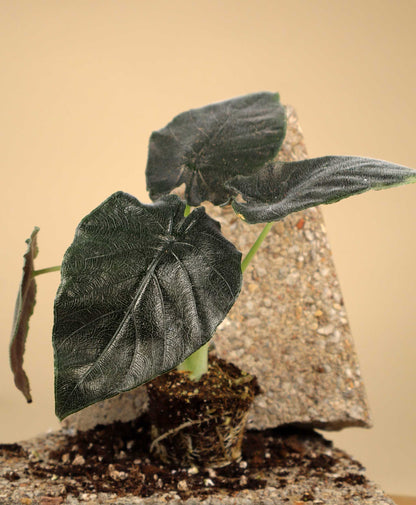 Alocasia chienlii 'Antoro Velvet'
