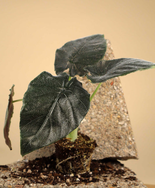 Alocasia chienlii ’Antoro Velvet’