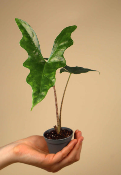 Alocasia nycteris 'batwing'