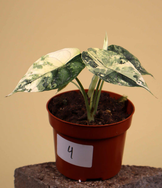 Alocasia dragon scale albo variegata