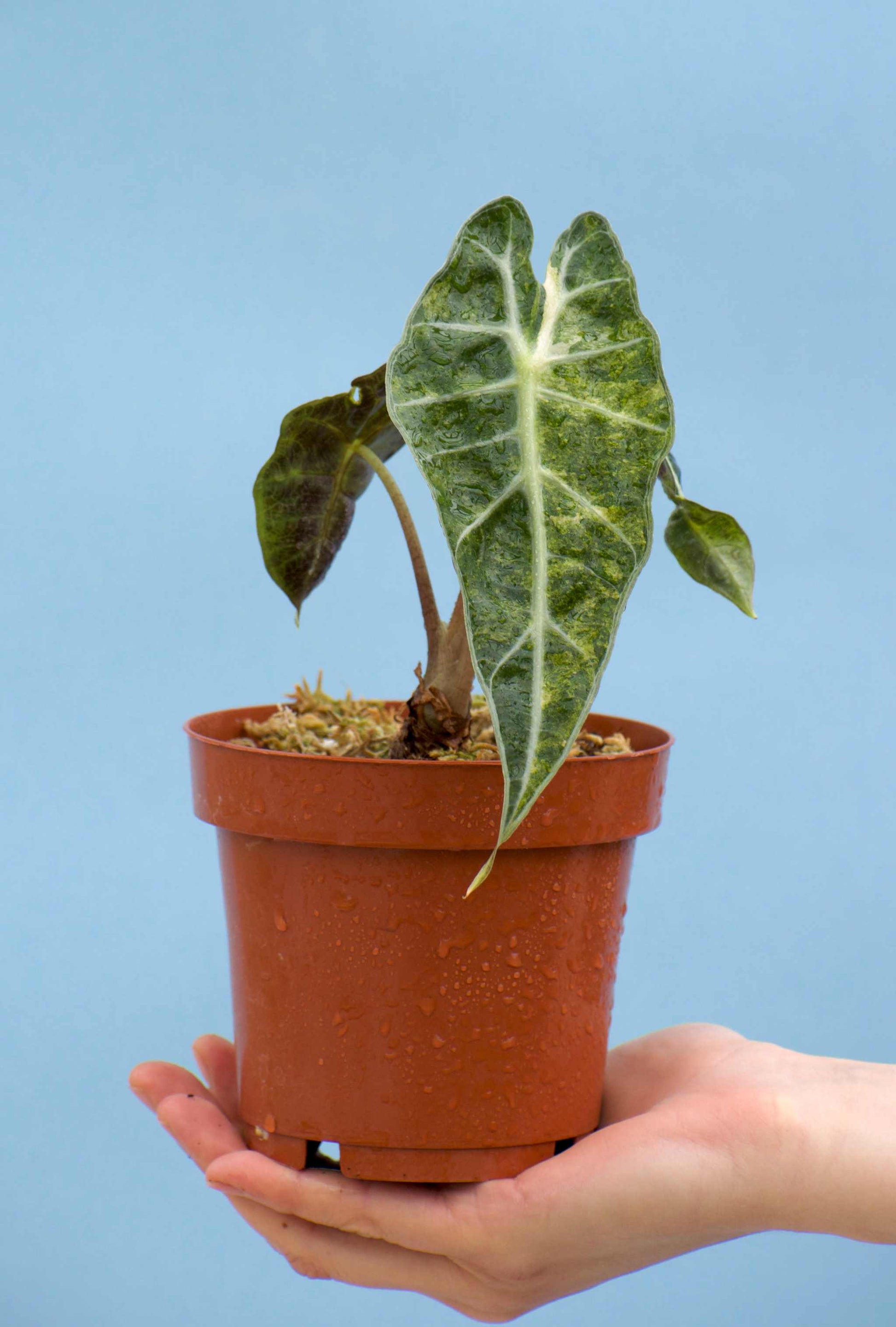 Alocasia Polly Aurea Variegata