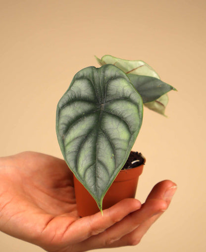 Alocasia baginda 'silver dragon'