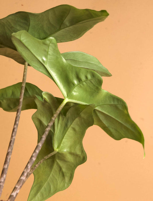 Alocasia nycteris 'batwing'