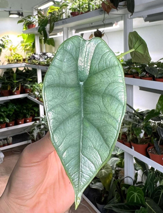 Alocasia bisma 'Silver'