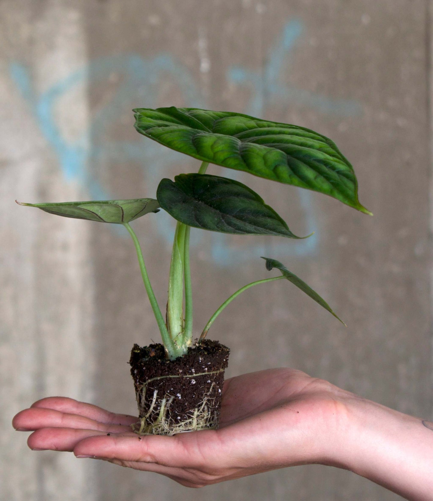 alocasia dragon scale liten