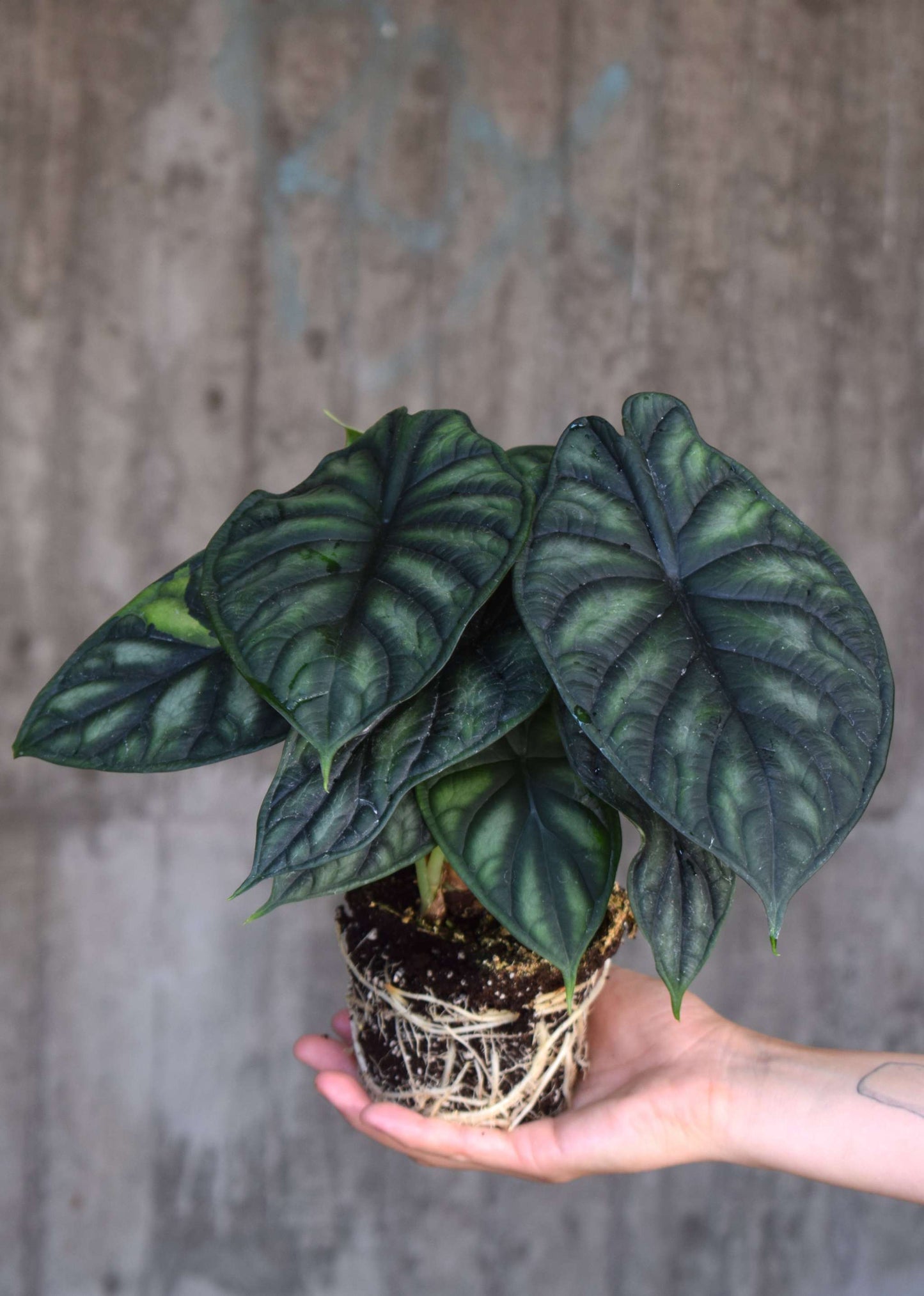 alocasia dragon scale stor