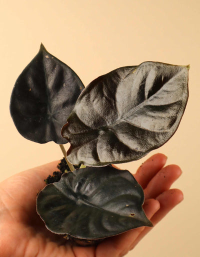 Alocasia infernalis