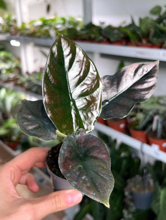 Alocasia infernalis