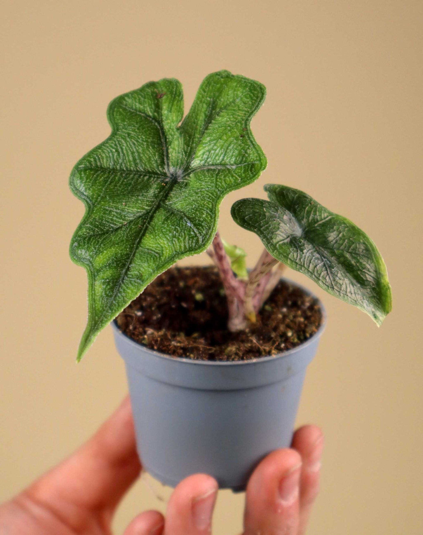 Alocasia tandurusa 'Jacklyn'