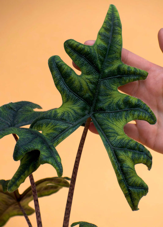 Alocasia tandurusa ´jacklyn'