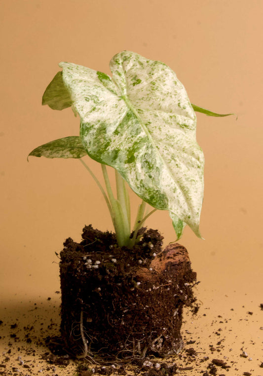 Alocasia macrorrhizos 'splash variegata'