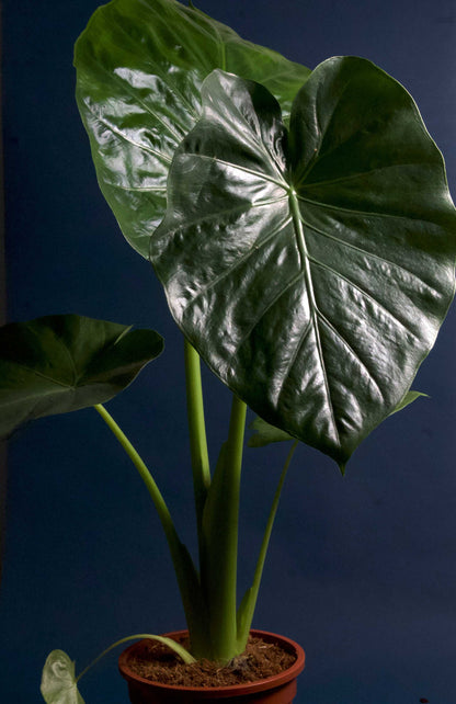 Alocasia Macrorrhizos 'Riesen-Taro'