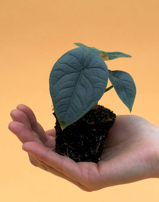 Alocasia Melo 