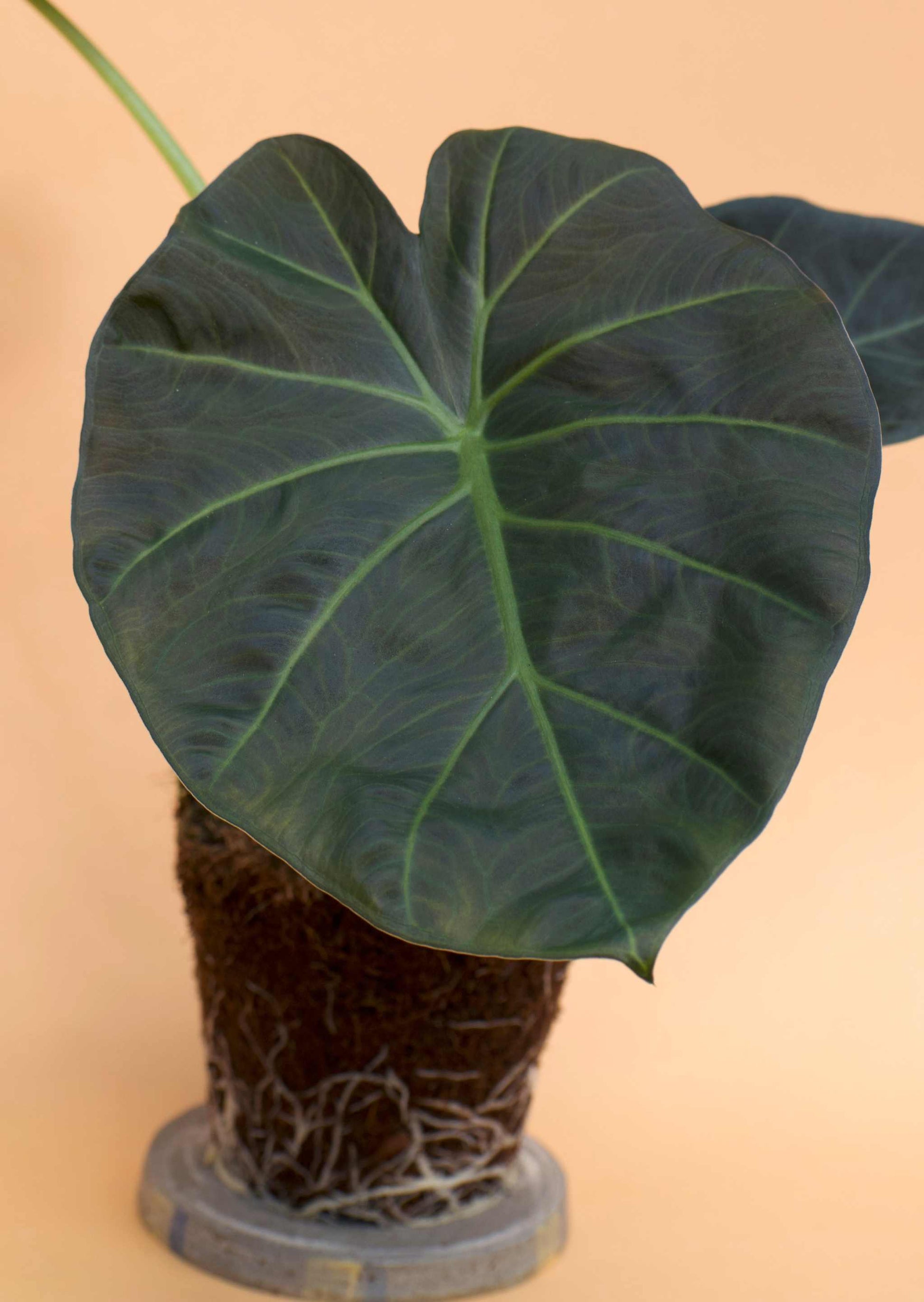 Alocasia 'Regal Shields'