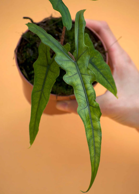 Alocasia sp. sulawesi 'sabrina narrow'