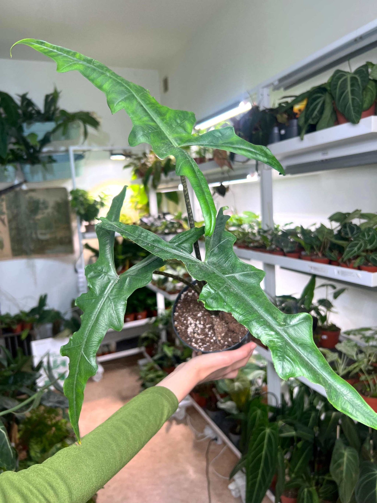 Alocasia sp. sulawesi 'sabrina narrow'