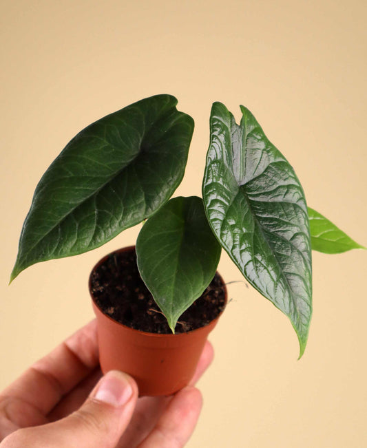 Alocasia scalprum