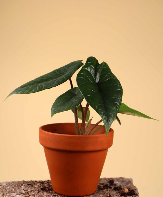 Alocasia scalprum