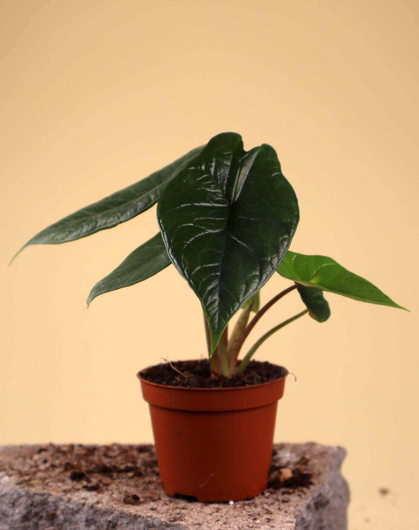 Alocasia scalprum