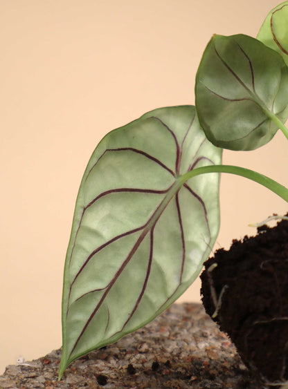 Alocasia baginda 'silver dragon'