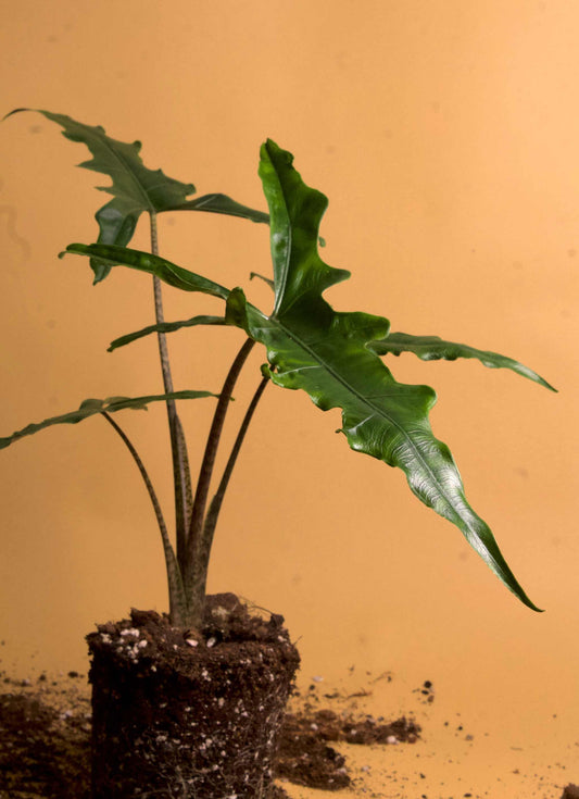 Alocasia sp. sulawesi 'sabrina narrow'