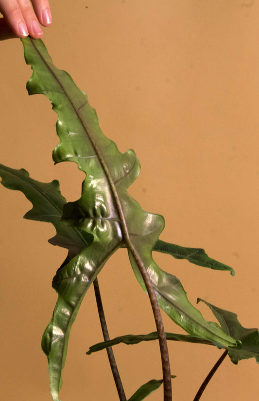 Alocasia sp. sulawesi 'sabrina narrow'