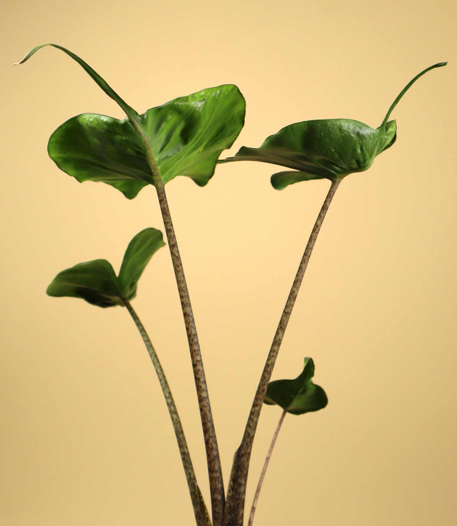 Alocasia macrorrhiza 'Stingray'