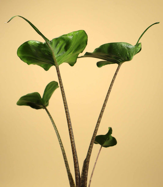 Alocasia macrorrhiza 'Stingray'