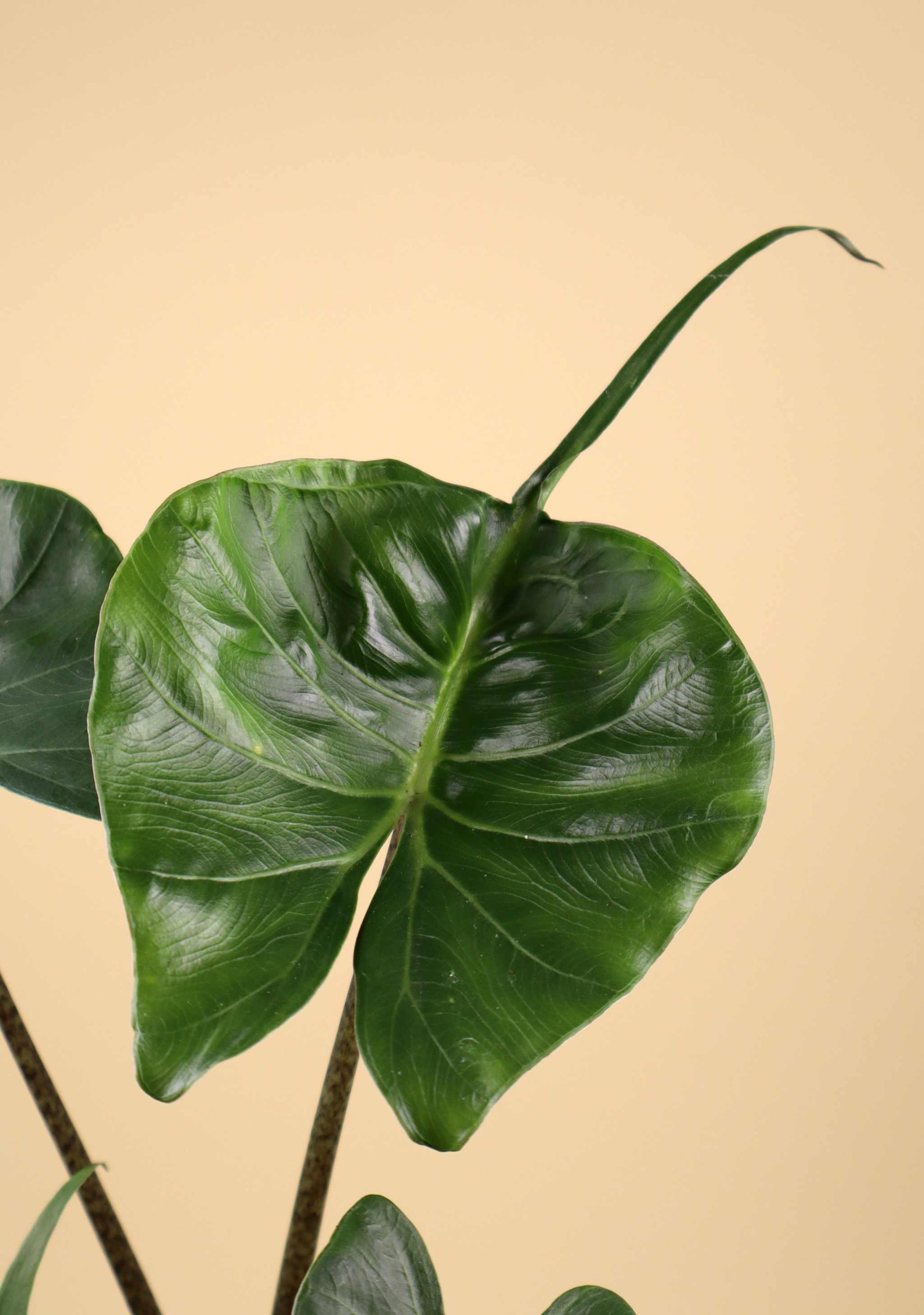 Alocasia macrorrhiza 'Stingray'
