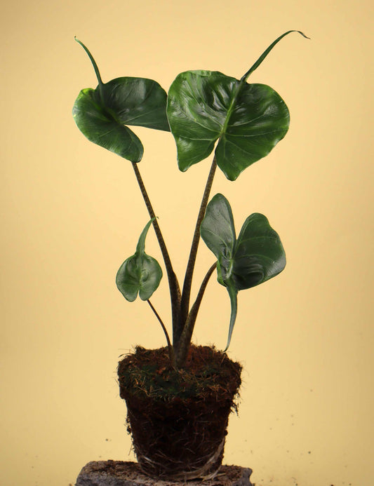 Alocasia macrorrhiza 'Stingray'