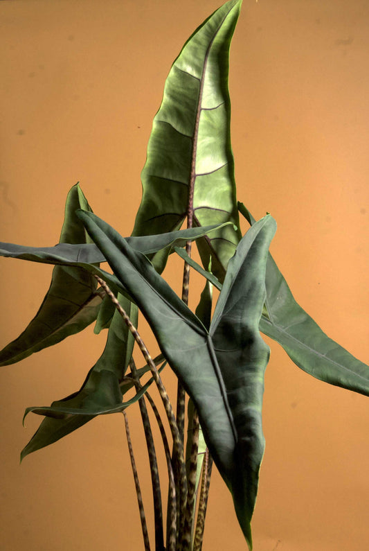 Alocasia zebrina 'tigrina superba'