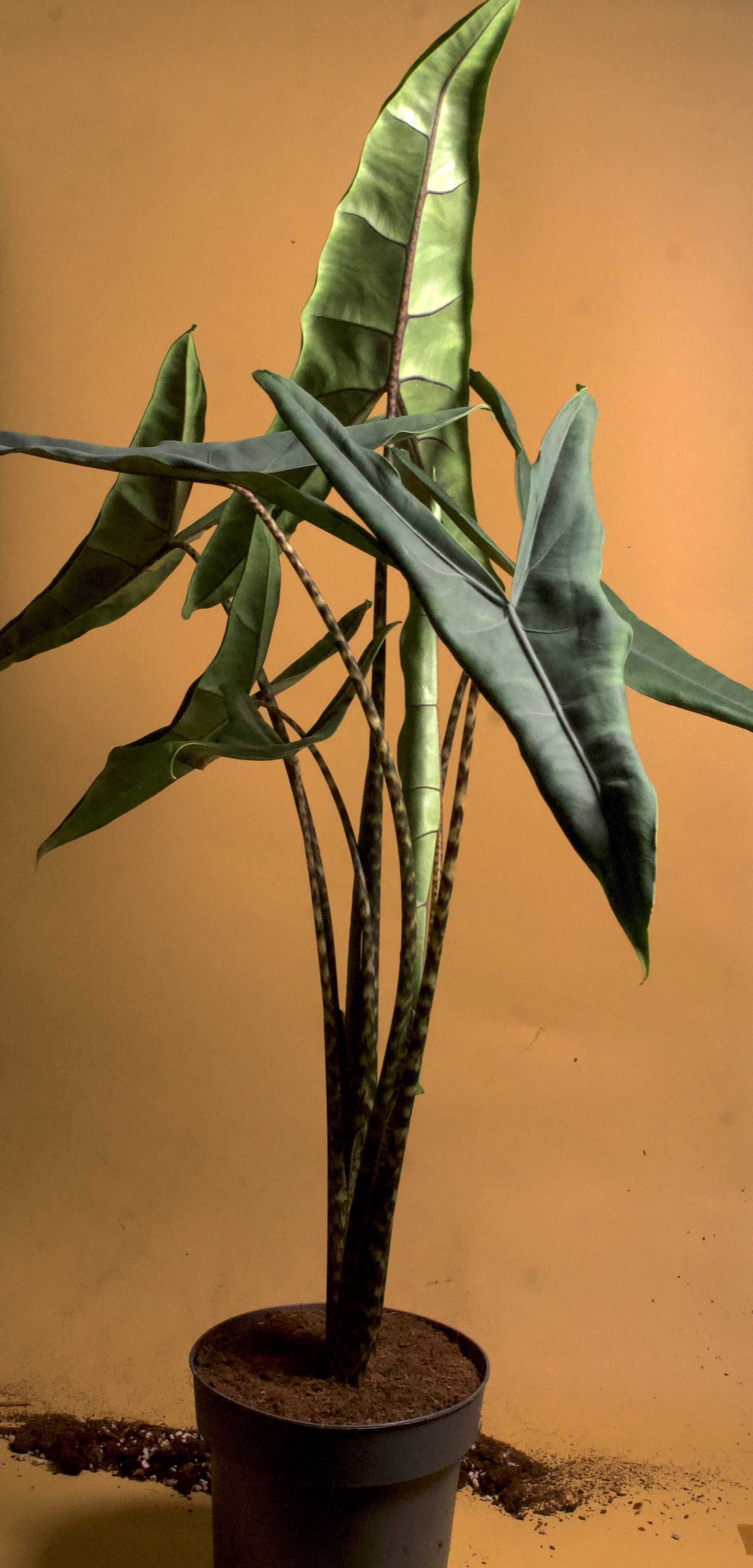 Alocasia zebrina 'tigrina superba' – Ormbunker
