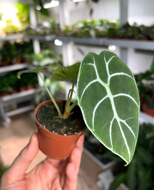 Alocasia 'watsoniana'