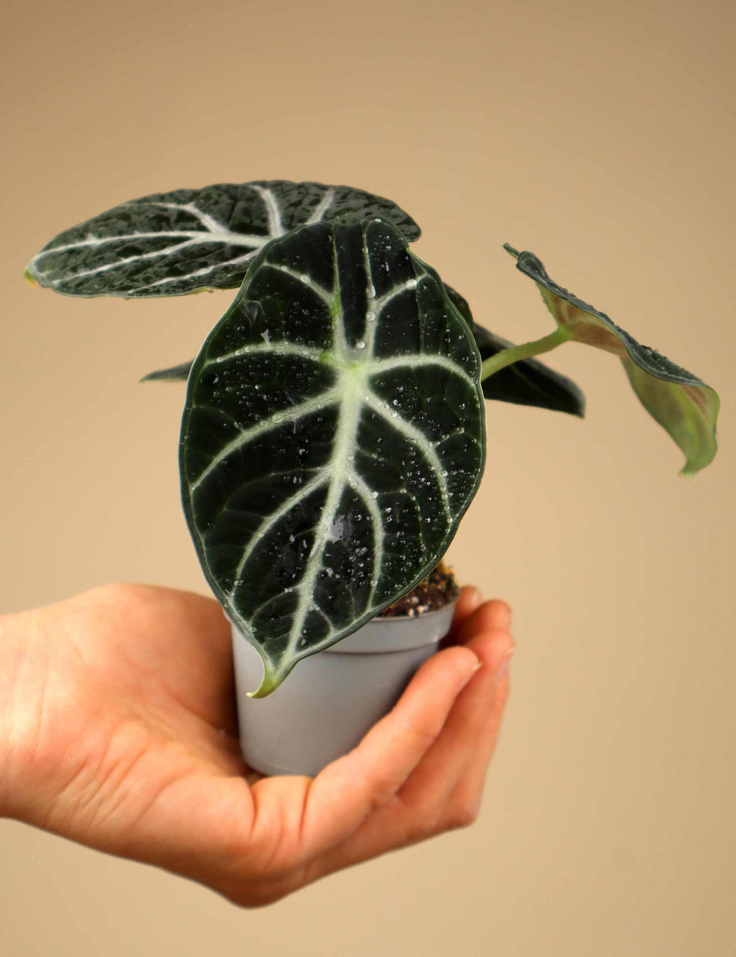 Alocasia reginula 'ninja'