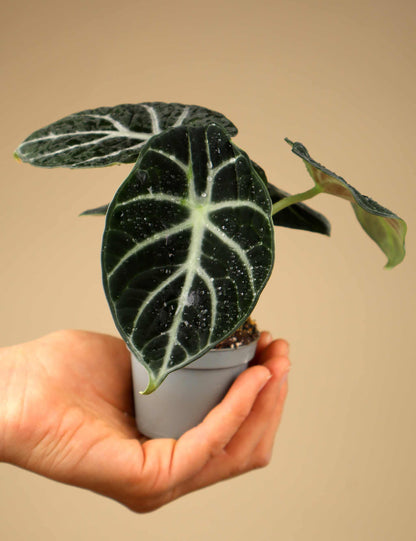 Alocasia reginula 'ninja'