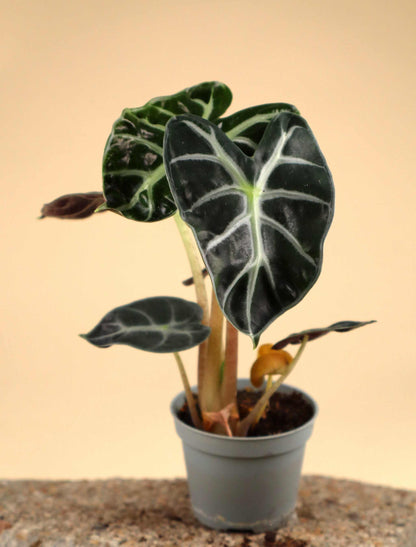 Alocasia 'Bambino'