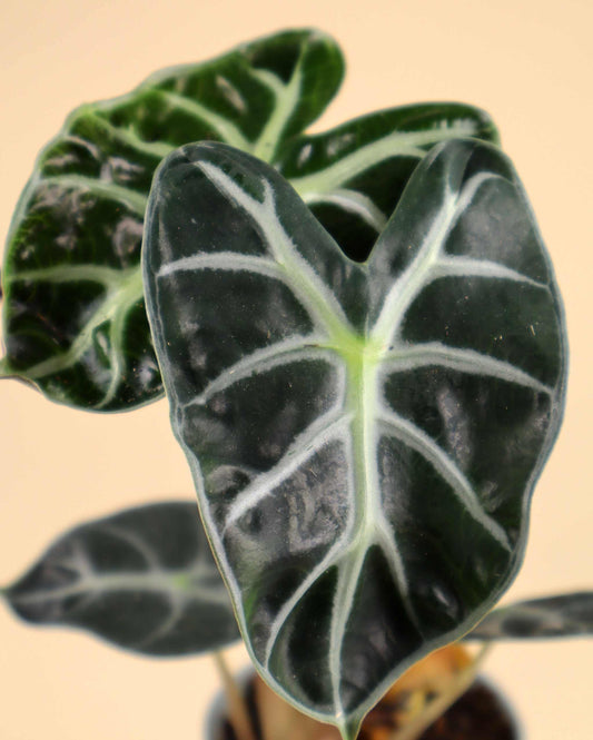 Alocasia 'Bambino'