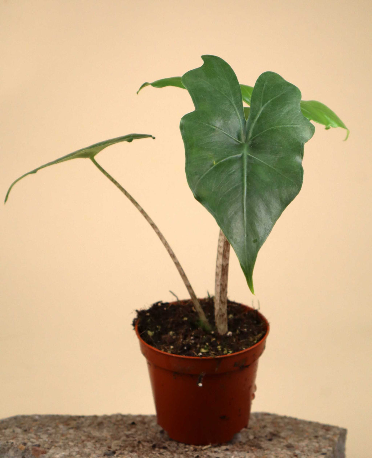 Alocasia nycteris 'batwing'