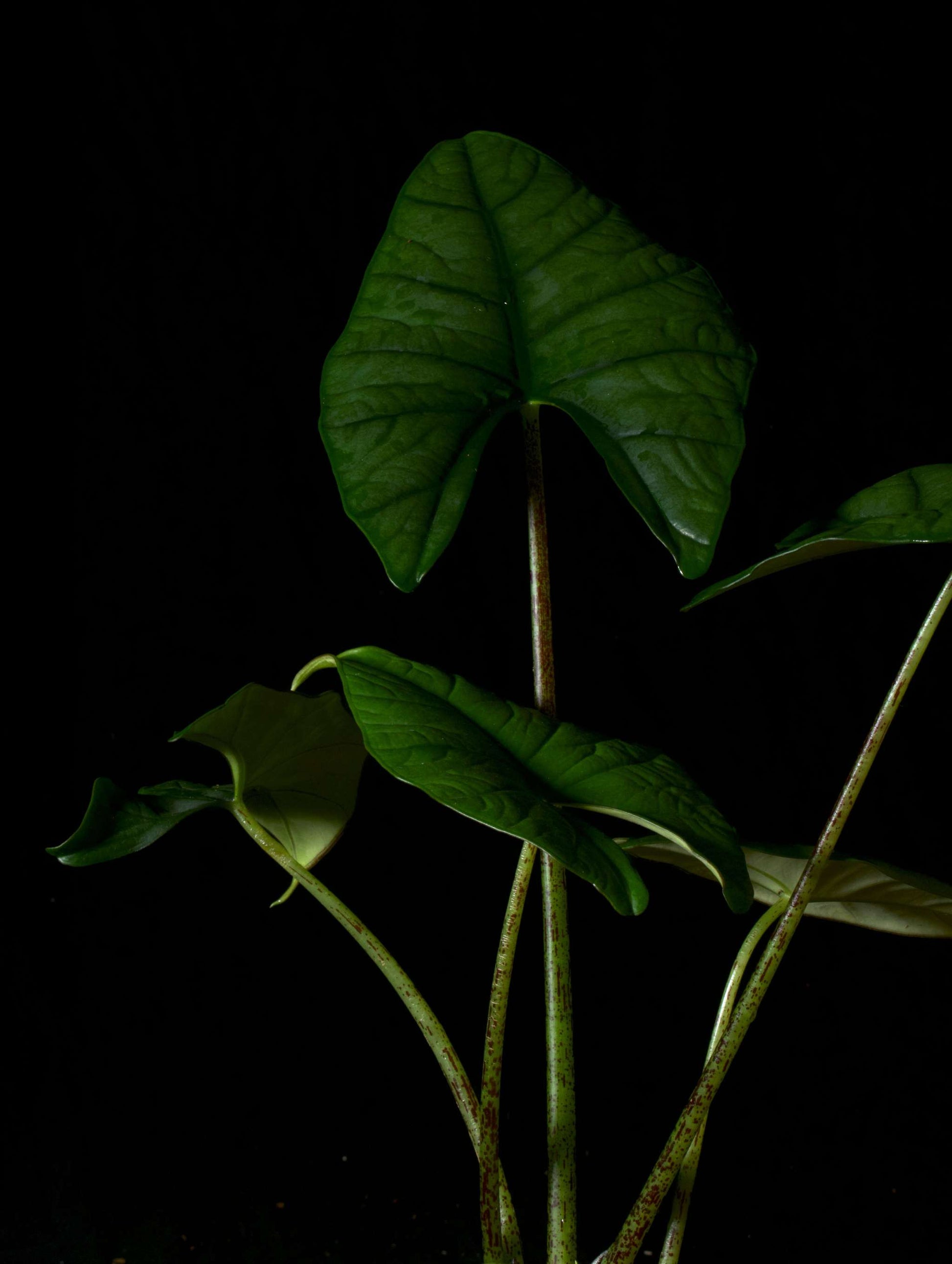Alocasia bisma silver