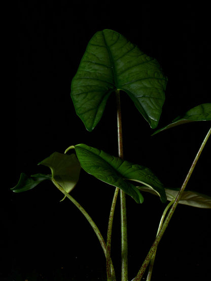 Alocasia bisma silver