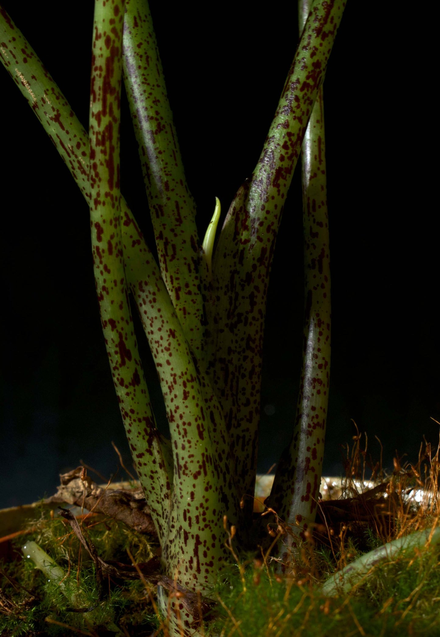 Alocasia bisma silver